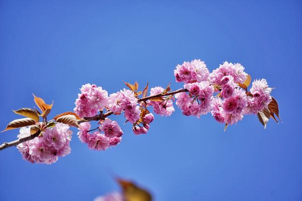 Sakura